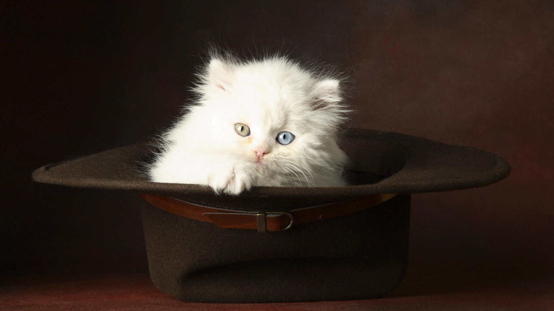 yellow eye kitten different eyes hat dark background blue eye animals feline look kitty-kitty-meow-meow eyes wool