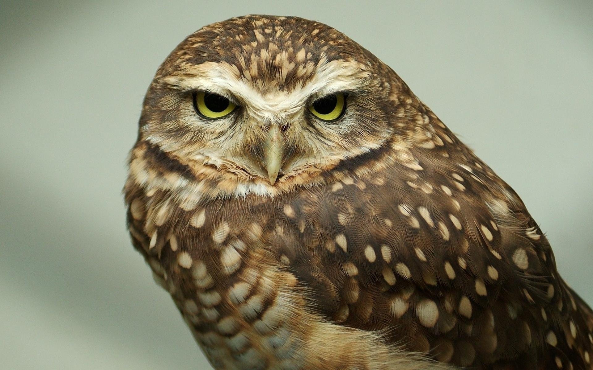 owl gaze animals birds eyes feathered