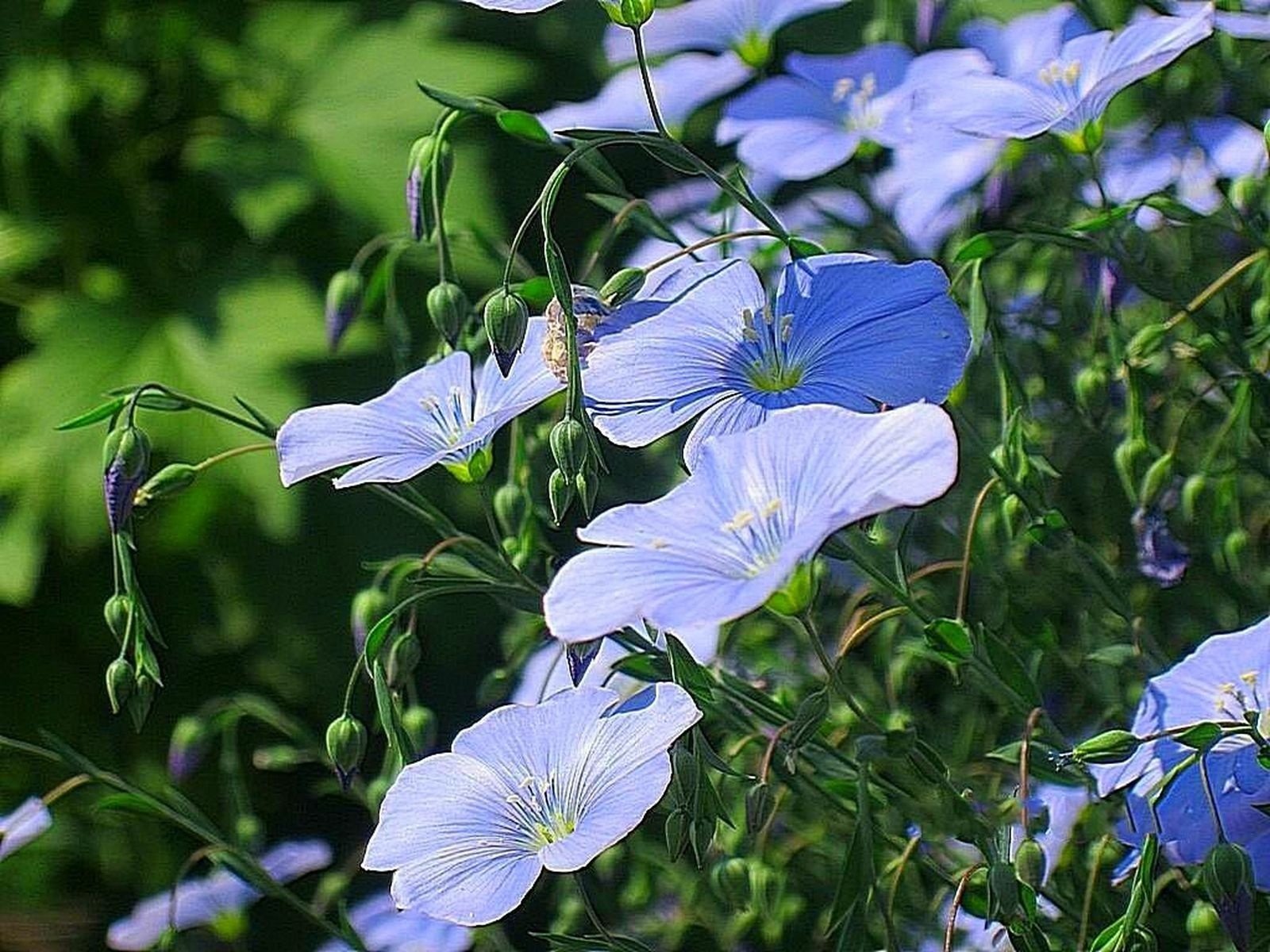 flores azul lino verano jardín