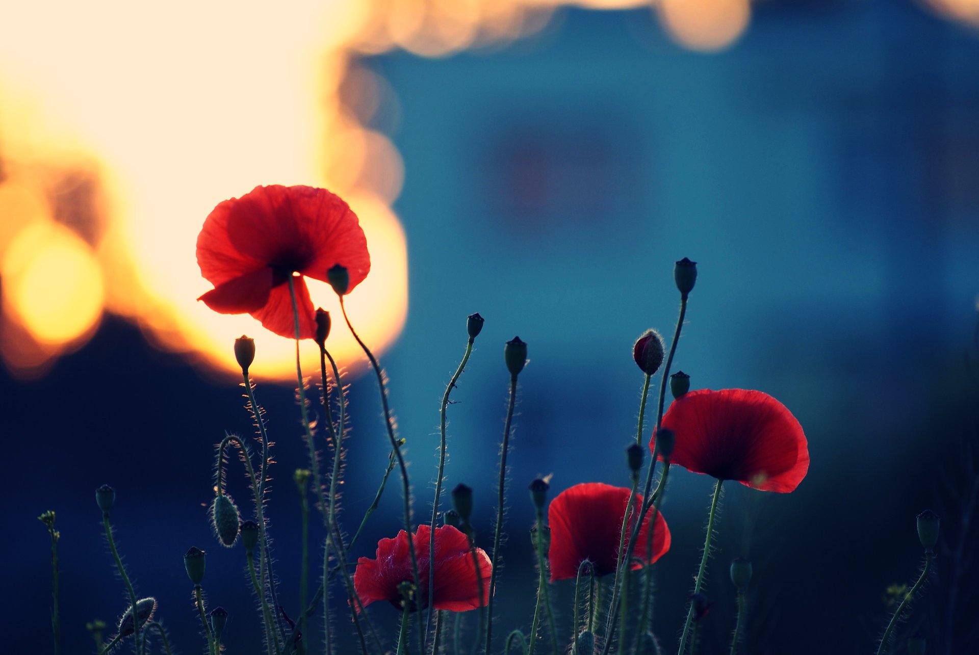 fleurs été coquelicots floraison pétales tiges nature