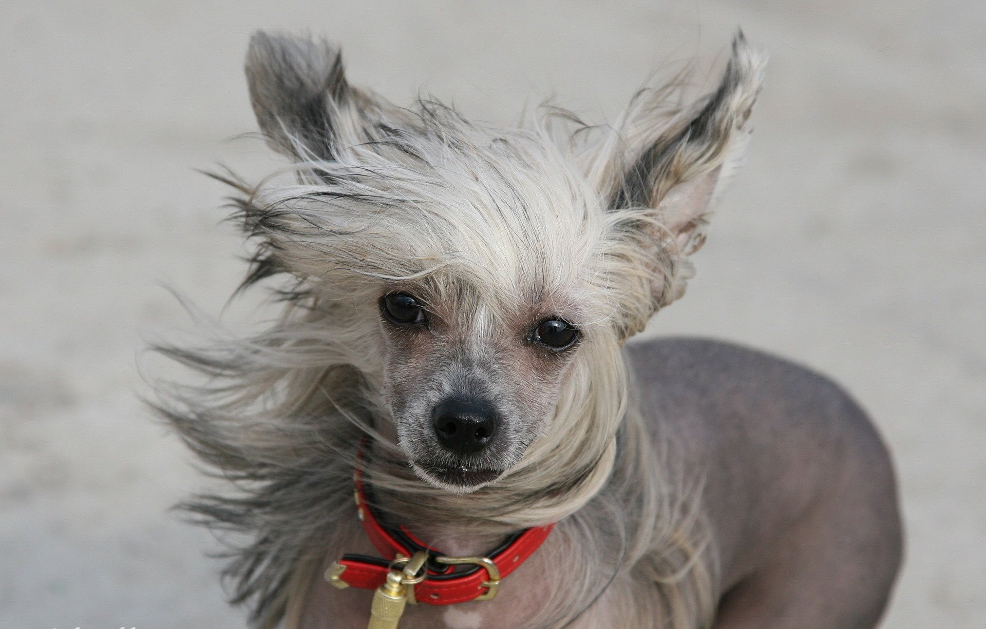 dog chinese crested wind friend look collar photo animals dogs woof-woof-ry-ry