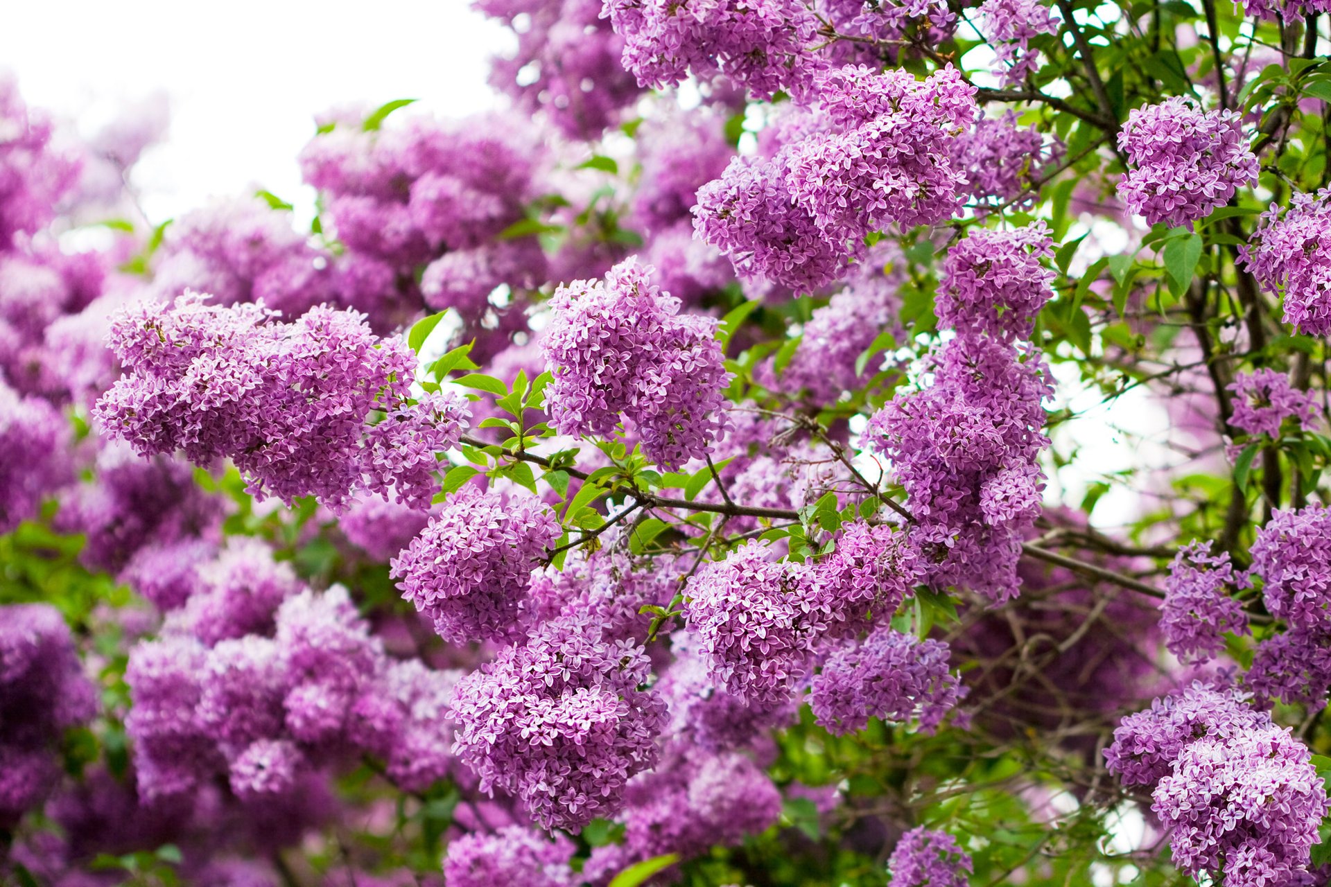 lilas fleurs feuilles nature branches printemps