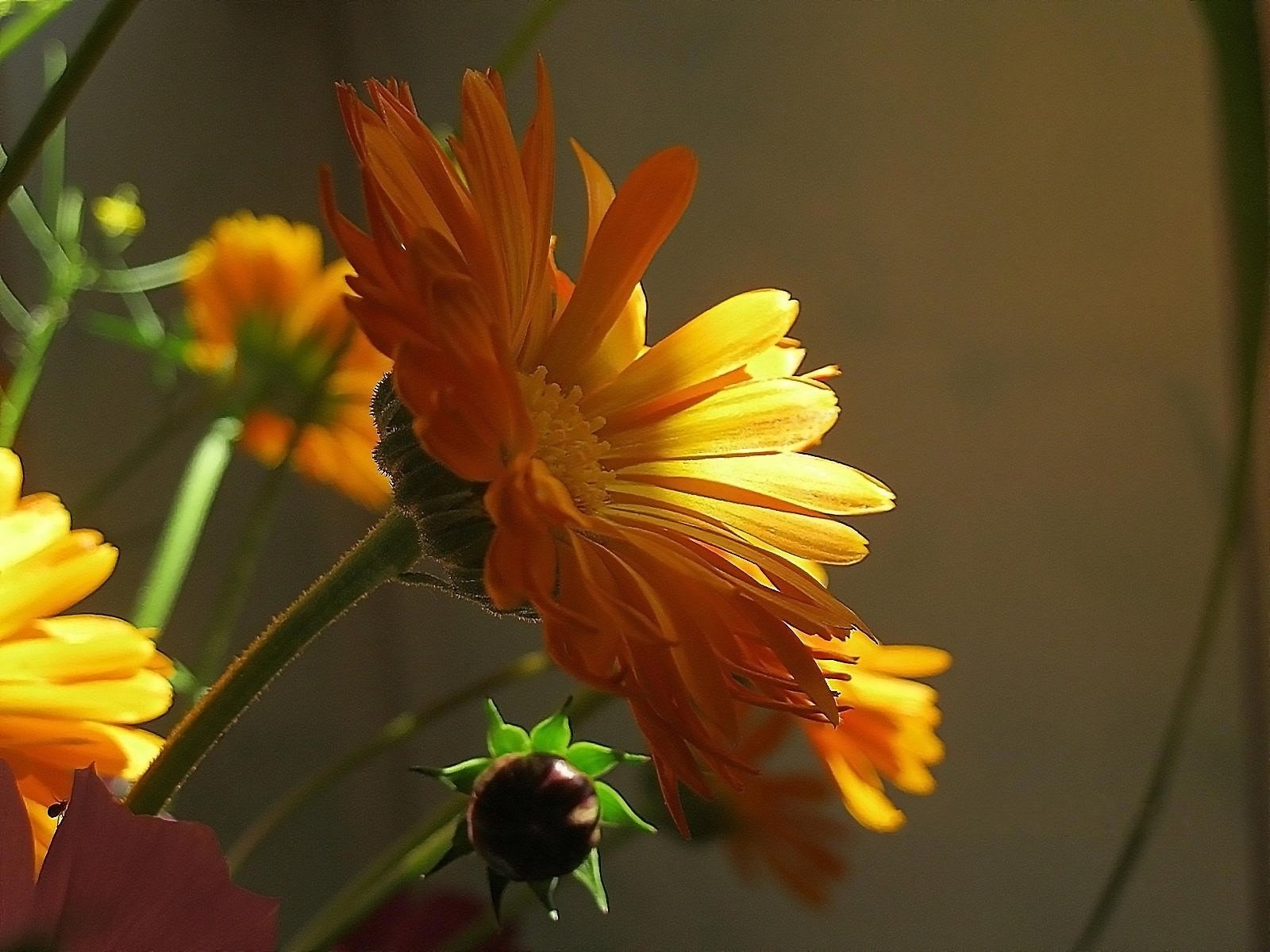 fleurs rayon de soleil médicinales orange calendula soucis fleurs jaunes