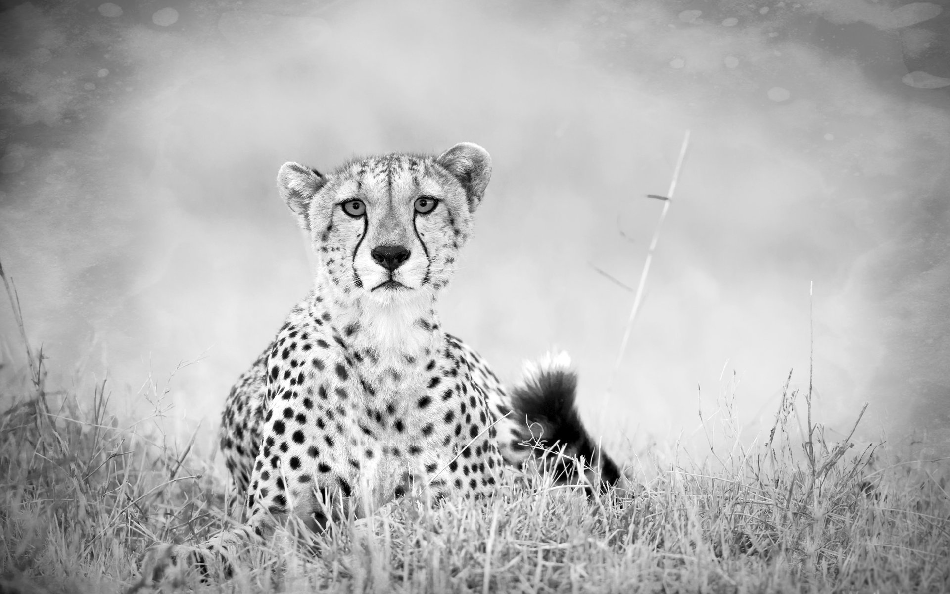 guépard noir et blanc herbe queue savane prédateur b-b gris animaux félin vue kis-kis-miaou-miaou