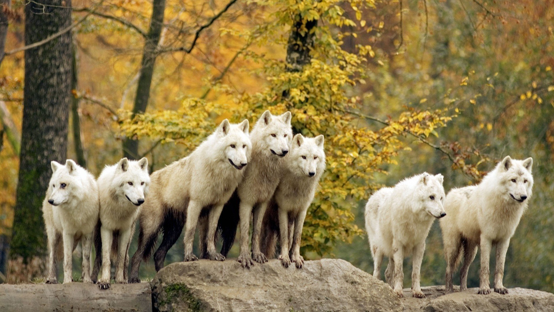 wolves pack mind loyalty forest trees autumn animals predator