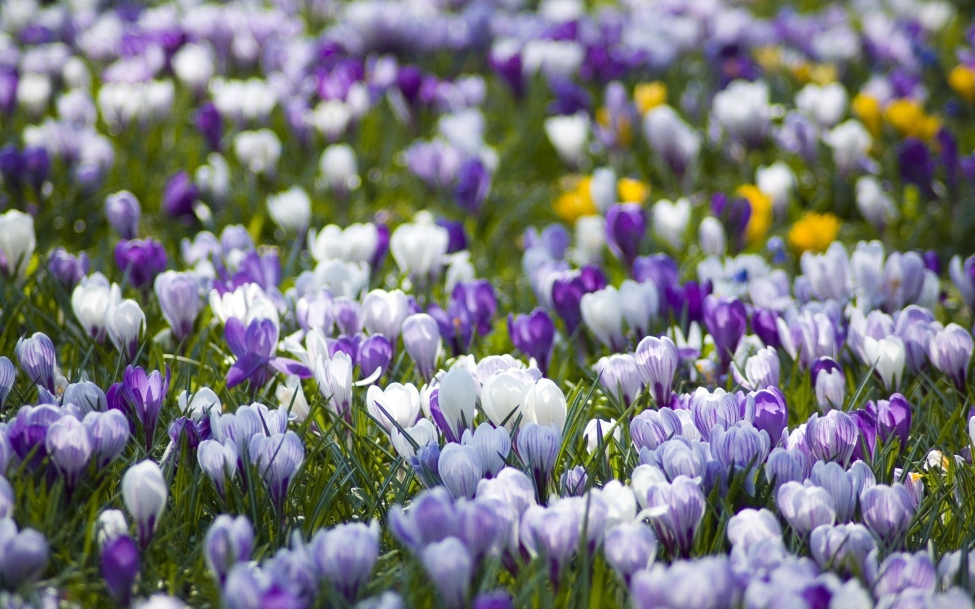 blumen weiß lichtung primel krokusse flieder frühling blüte frische