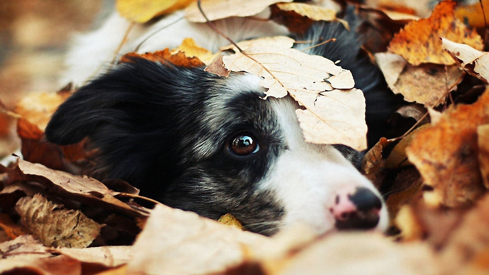 cane amico occhi foglie autunno animali cani sguardo muso