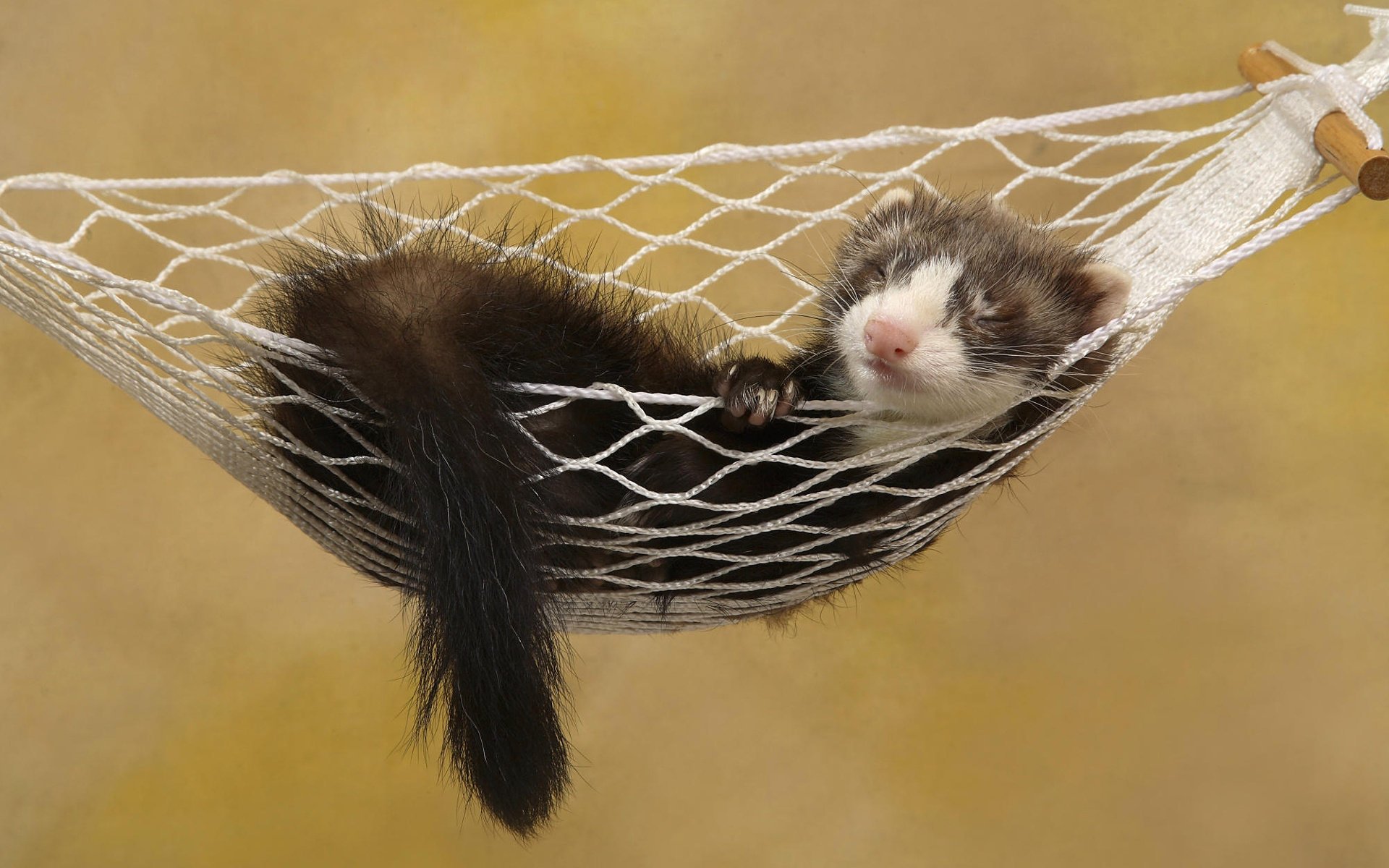 ferret in a hammock ferret sleeping sleeping hammock ferret fret friend animal