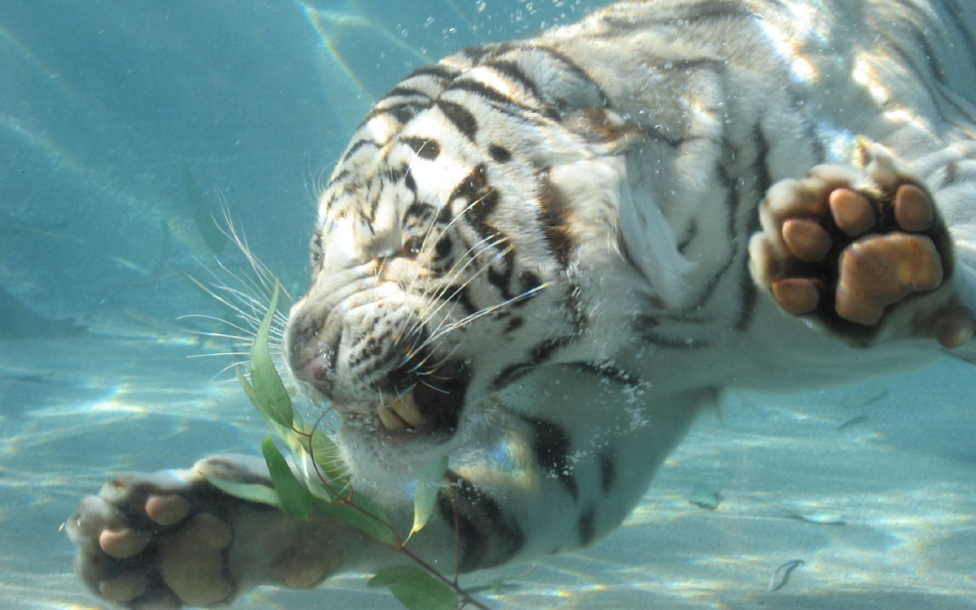 tiger pfoten wasser grinsen tauchen wut eckzähne tiere raubtiere katzen miau miau miau raubtier weißer tiger