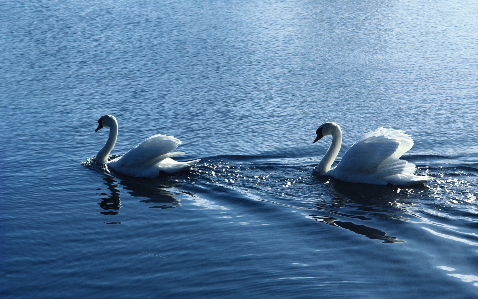 aves pareja de cisnes agua cisnes ondulaciones blanco pareja romance lealtad cuerpo de agua estanque animales plumas