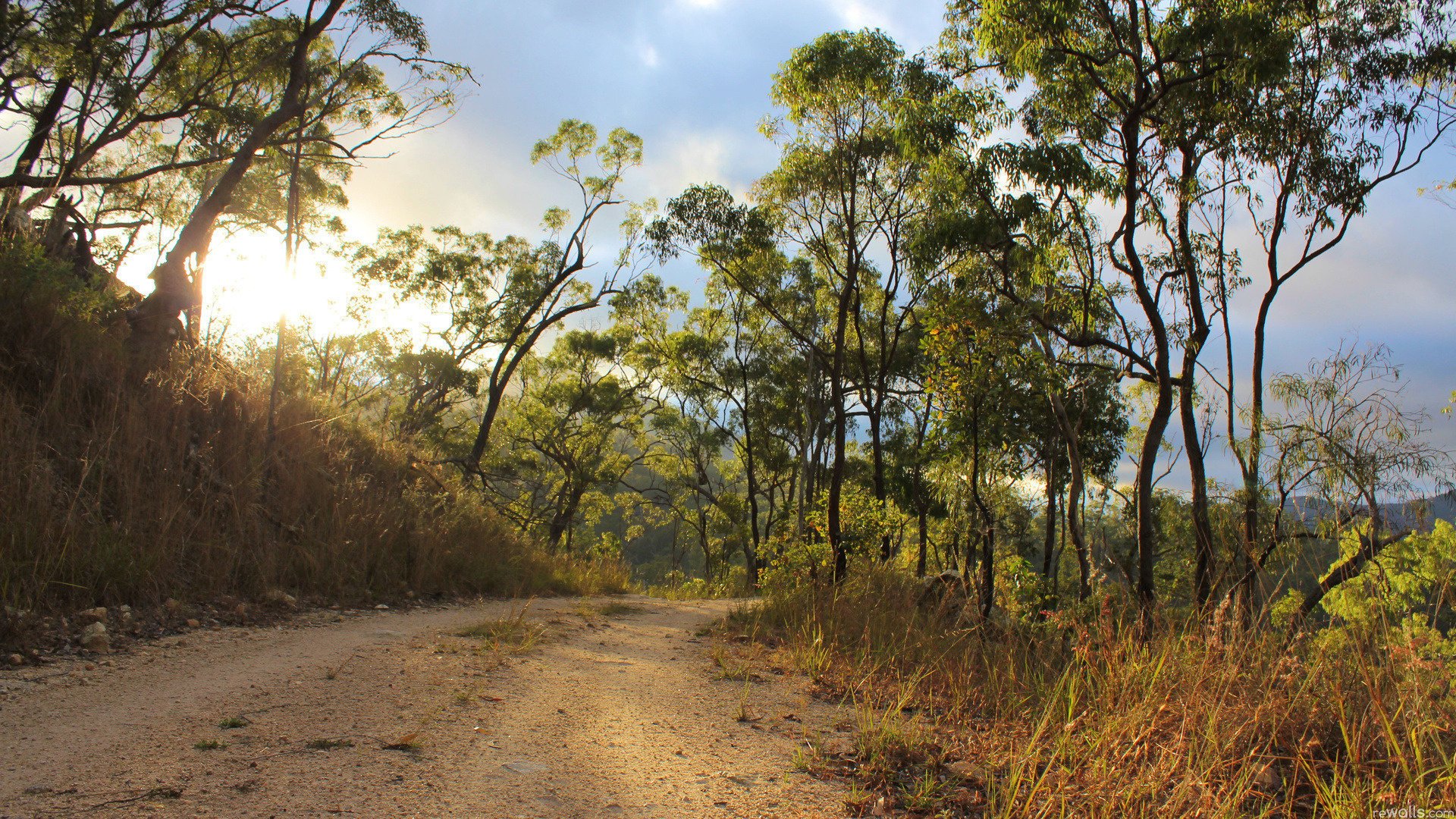 road forest the sun grass summer nature vegetation the sky dry grass heat