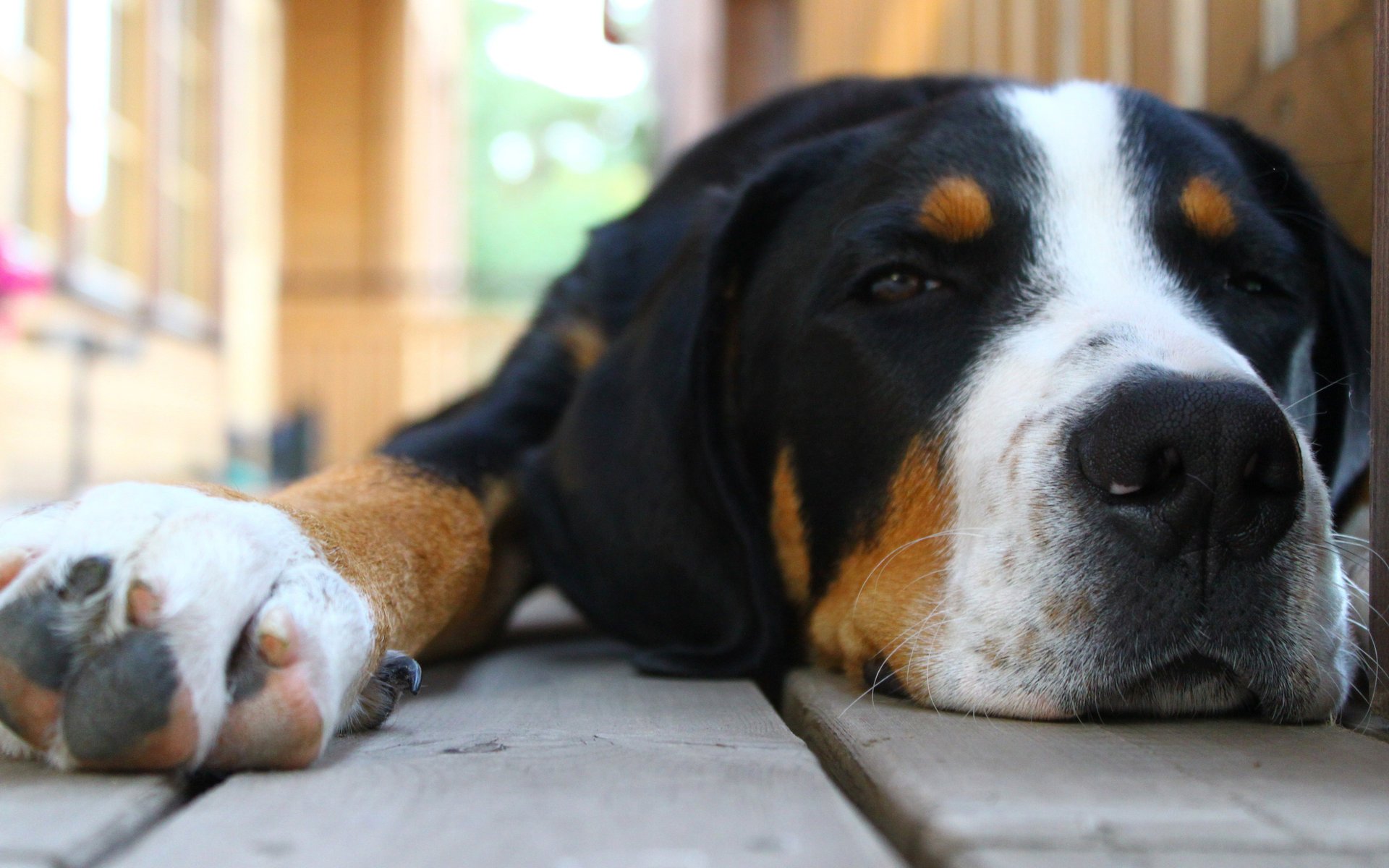 zenenhund dog friend eyes mind loyalty devotion dog muzzle pet boards floor macro rest animals dogs woof-woof-ry-ry cunning