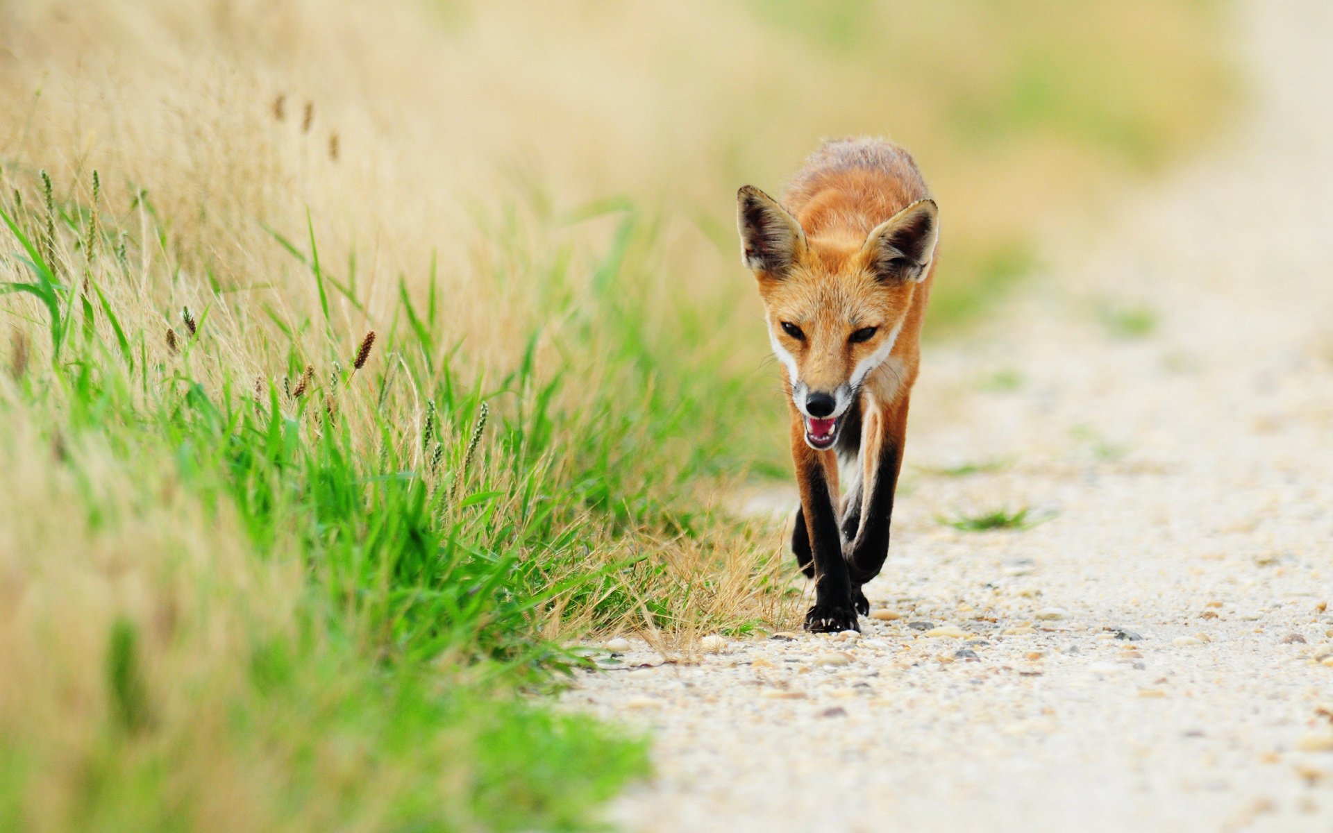 fuchs fuchs tier fuchs gras gang pfoten grün grün schwanz ohren geist list tiere raubtiere