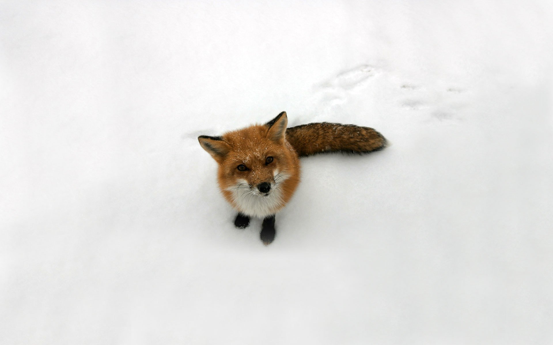 zorro nieve pelirroja zorro mirada foto animales depredadores