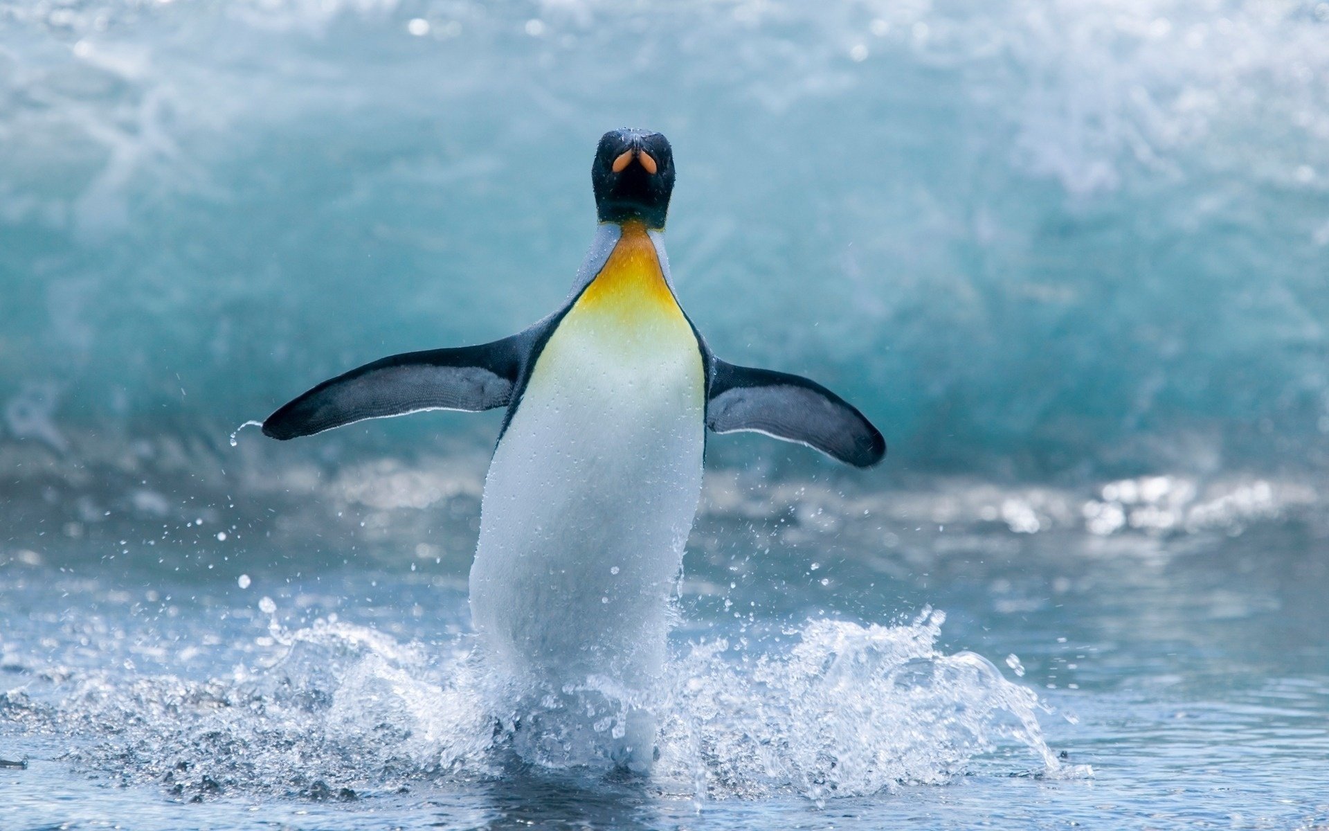 pingouin ailes palmes éclaboussures océan gouttes eau animaux oiseaux