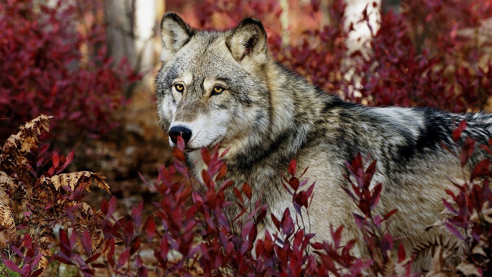 lupo occhi mente fedeltà foresta fogliame animali predatori muso vista