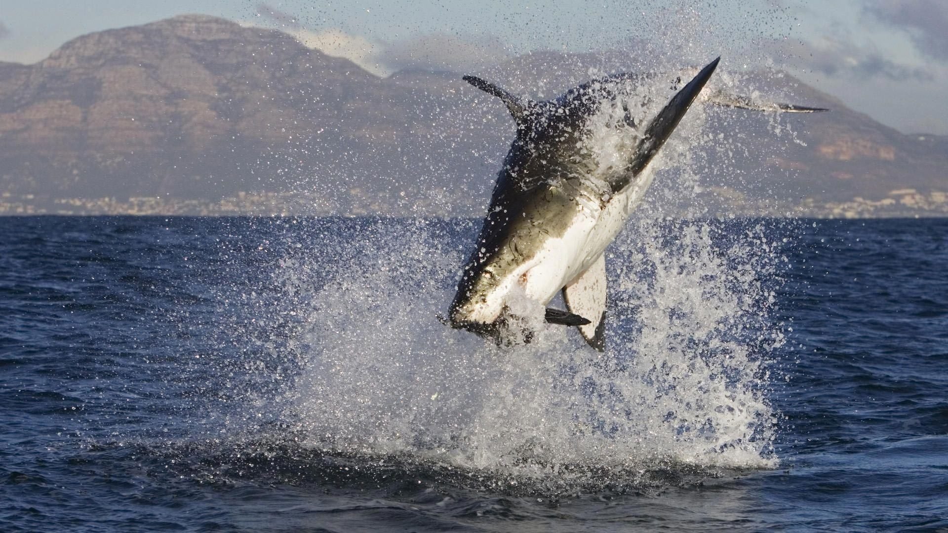 hai shark ozean fisch bergbau berge spritzer spritzen raubtier tiere raubtiere wasservögel wasser