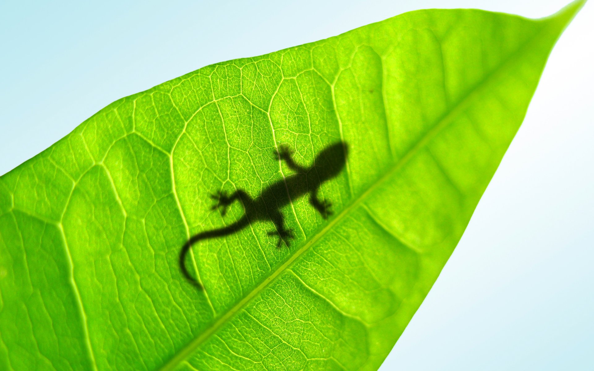 eidechse blatt gecko grün weiß hintergrund makro tiere