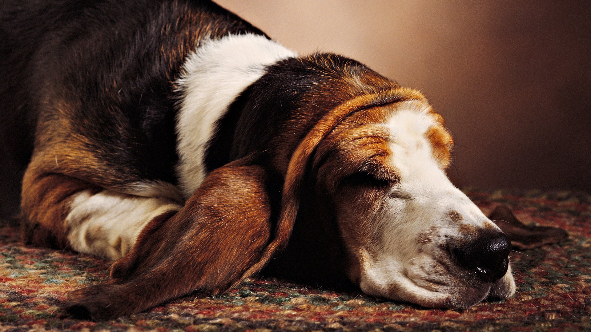 más perro de oreja perro duerme alfombra animales perros gaw-gaw-ry-ry sueño