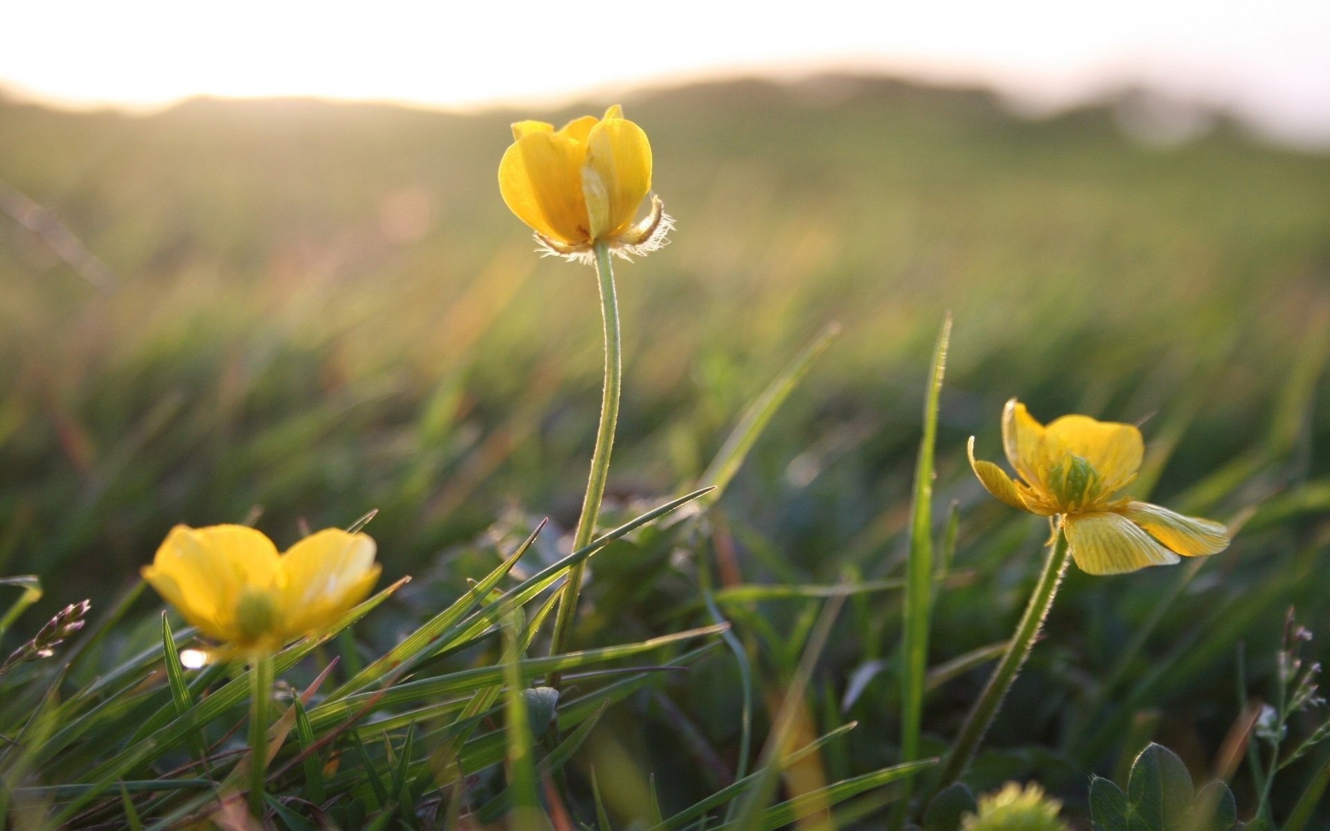 herbe fleurs été jaune gros plan plantes lumière champ