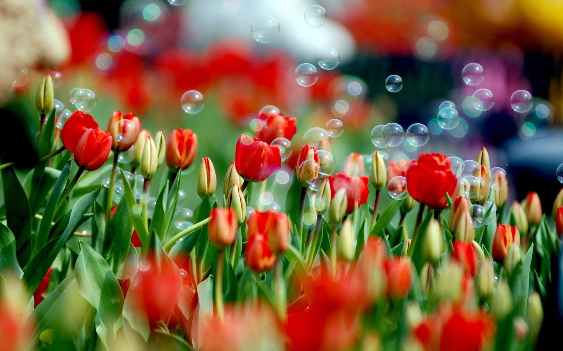 fiori tulipani tulipano primavera bolle di sapone fiore natura