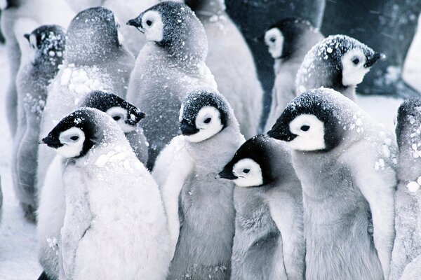 Uno stormo di pinguini nel nord della neve