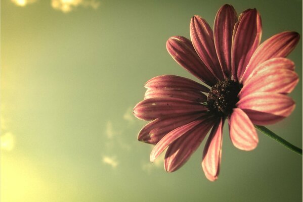 The rays of light fell on the petals of the flower