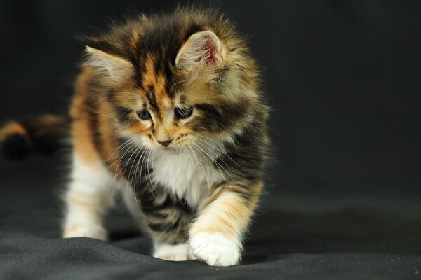 Chaton tacheté sur fond noir