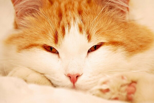 Rothaarige pelzige Katze mit offenen Augen