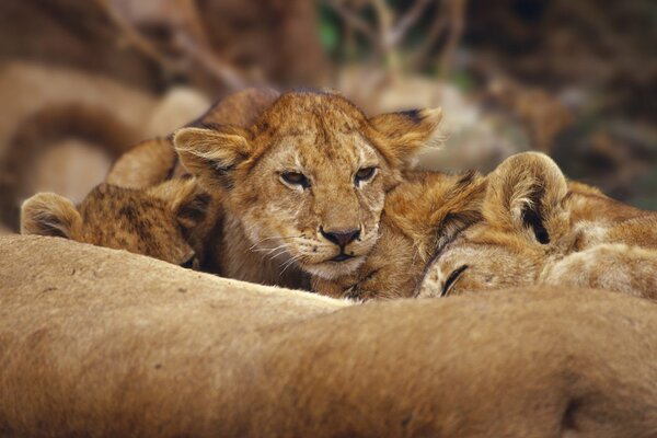 Schlafende Löwen einer von ihnen ist aufgewacht