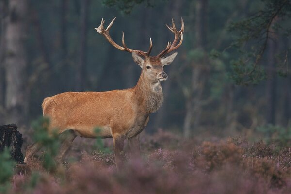 A horned deer on the edge of a wild forest