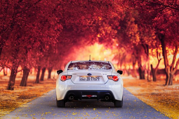 Weißer Subaru auf einer Allee im Herbstwald