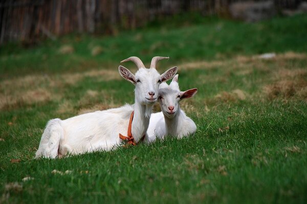 Goats graze on the green grass