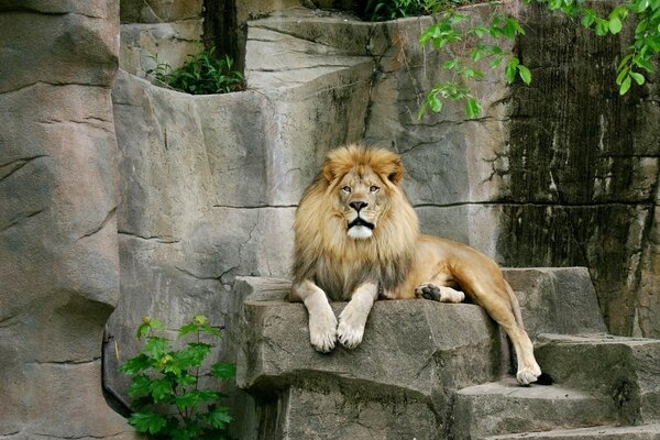 Strong lion on the background of rocks