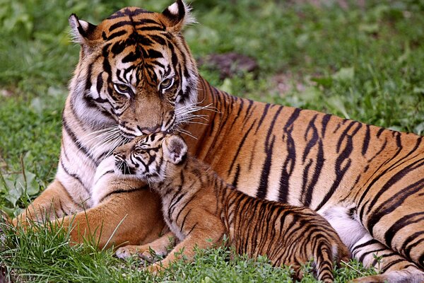 Tigress with a tiger cub in the green grass