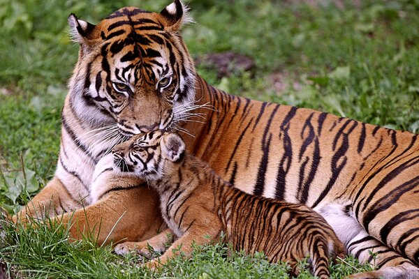 Tigresa con un cachorro de tigre en la hierba verde