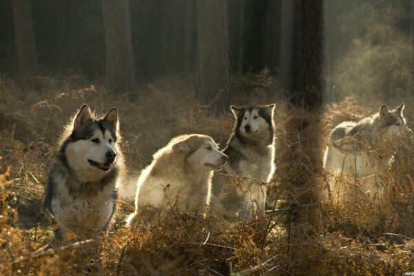 Pack of dogs, dogs in the forest, autumn