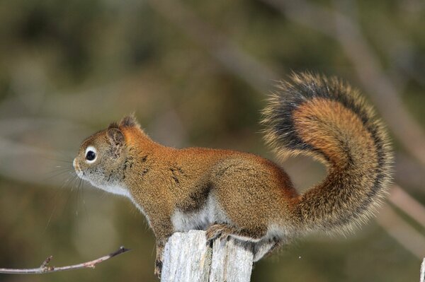 Flauschiges Eichhörnchen auf einem kleinen Baumstumpf