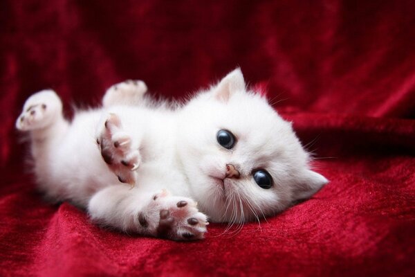 A white kitten with blue eyes stretches on a red litter