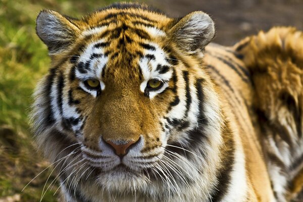 Gros plan de tigre avec un regard lourd