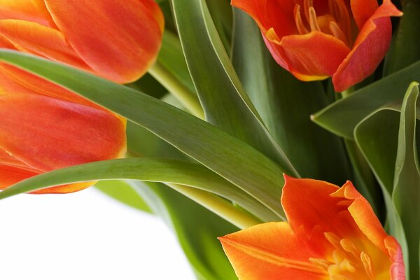 Photos of beautiful tulips for a screensaver