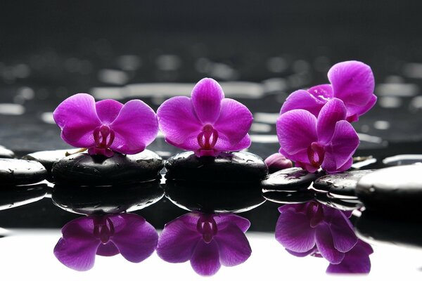 Reflection of purple orchids on water violet