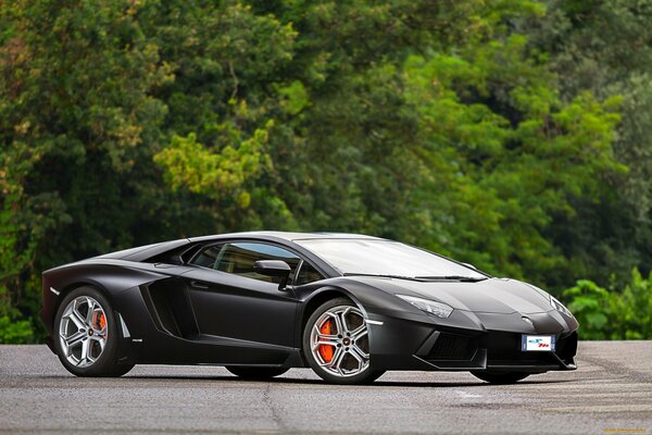 A black Lamborghini stands on the road against a background of juicy trees