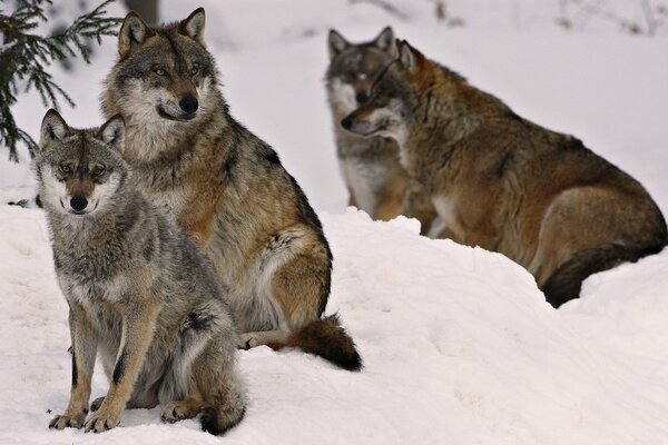 Ein Wolfsrudel ruht im Schnee