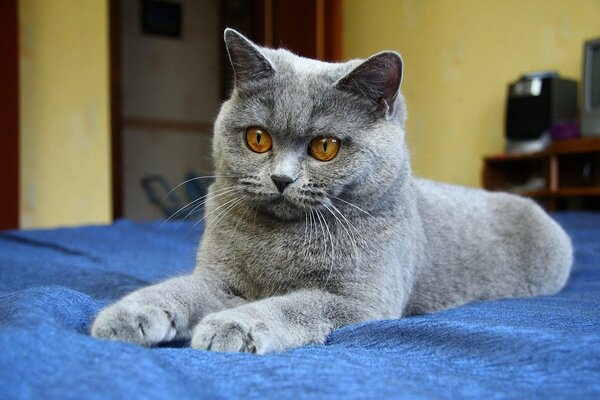 Grey cat with red eyes on a blue canvas