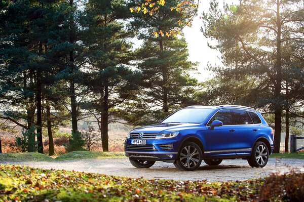 Volkswagen blue in the forest