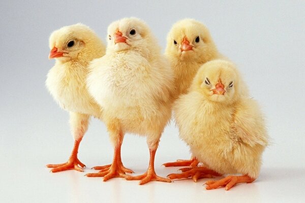 Little yellow babies on a walk