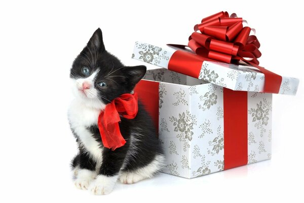 White and black kitten with a bow near the gift box