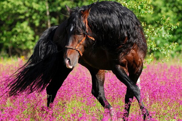 Чёрный конь гуляет в поле цветов