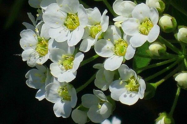 Delicate inflorescence of white spirea